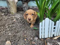 Joy, a female Miniature Dachshund for sale in Torrance, CA – 9 of 10