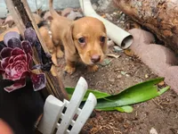 Joy, a female Miniature Dachshund for sale in Torrance, CA – 4 of 10