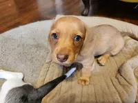 Joy, a female Miniature Dachshund for sale in Torrance, CA – 6 of 10