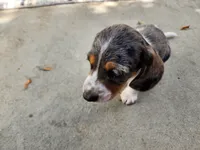Mickey , a male Miniature Dachshund for sale in Torrance, CA – 5 of 7
