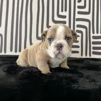 Male, Lilac Tri, a male English Bulldog for sale in Houston, TX – 8 of 8