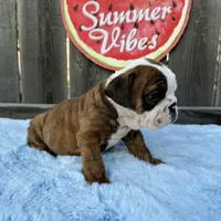 Male, Brindle, a male English Bulldog for sale in Houston, TX – 2 of 9
