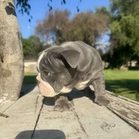 Female, Blue Tri, a female English Bulldog for sale in Houston, TX – 6 of 6