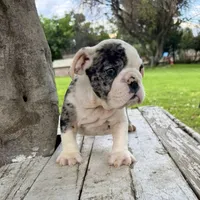 Male, Black Tri Merle, a male English Bulldog for sale in Houston, TX – 8 of 8