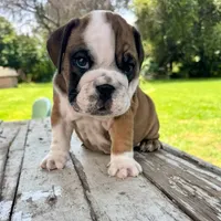 Male, Fawn Tri, a male English Bulldog for sale in Houston, TX – 4 of 7