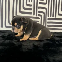 Male, Black Tri, a male English Bulldog for sale in Houston, TX – 4 of 8