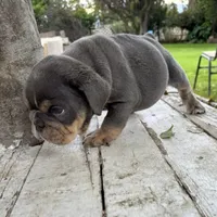 Male, Blue and Tannn, a male English Bulldog for sale in Houston, TX – 7 of 7