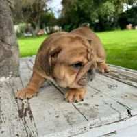 Female, Fawn , a female English Bulldog for sale in Houston, TX – 5 of 8