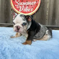 Female , Blue Tri Merle, a female English Bulldog for sale in Houston, TX – 1 of 9