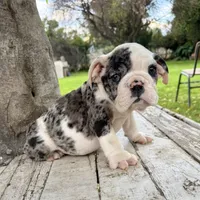 Male, Black Tri Merle, a male English Bulldog for sale in Houston, TX – 4 of 8