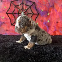 Female, Black Tri Merle, a female English Bulldog for sale in Houston, TX – 4 of 5