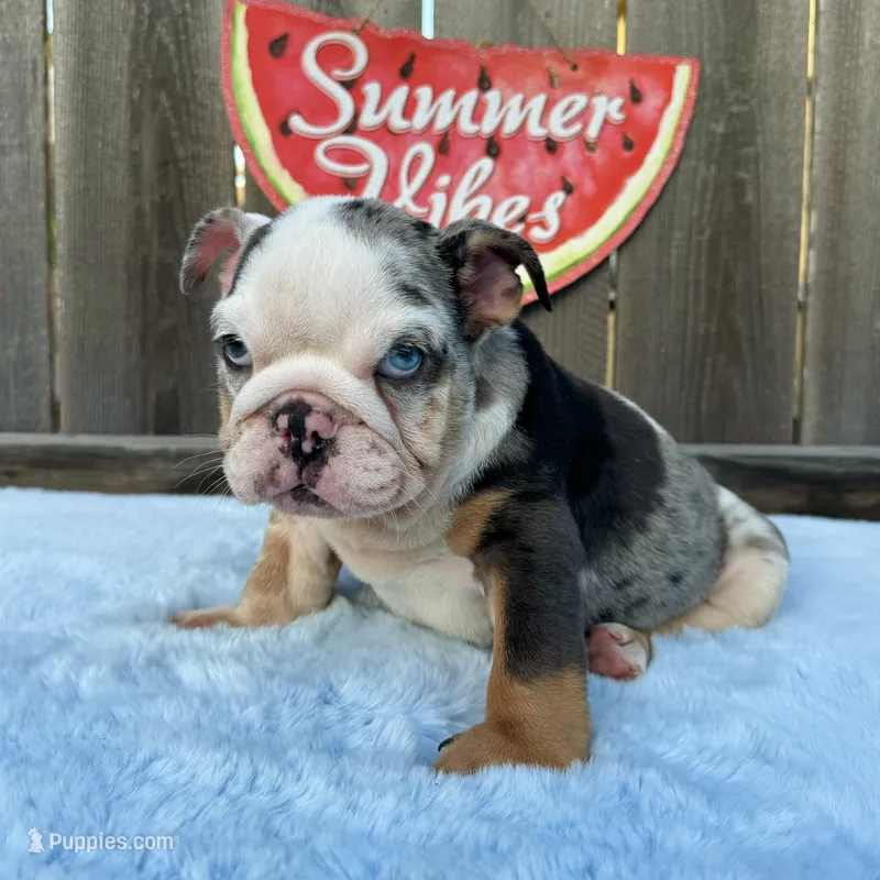 Female , Blue Tri Merle – English Bulldog puppy for sale in Houston, TX