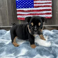 Female, Black Triii, a female English Bulldog for sale in Houston, TX – 6 of 7