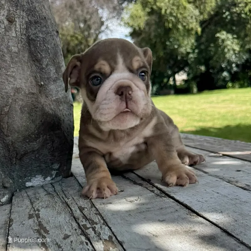 Male, Choco Tri – English Bulldog puppy for sale in Houston, TX