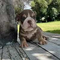 Male, Choco Tri, a male English Bulldog for sale in Houston, TX – 1 of 6