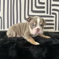 Female, Lilac Tri, a female English Bulldog for sale in Houston, TX – 6 of 6