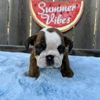 Male, Brindle, a male English Bulldog for sale in Houston, TX – 4 of 9