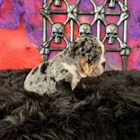 Female, Black Tri Merle, a female English Bulldog for sale in Houston, TX – 2 of 6