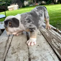 Female, Blue Tri Merle, a female English Bulldog for sale in Houston, TX – 5 of 7