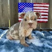 Female, Lilac Tri Merle, a female English Bulldog for sale in Houston, TX – 5 of 8
