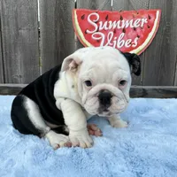 Female, Black and White, a female English Bulldog for sale in Houston, TX – 8 of 8