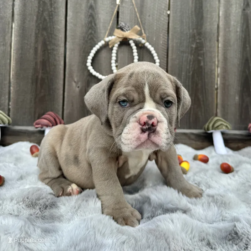 Female , Lilac tri – English Bulldog puppy for sale in Houston, TX