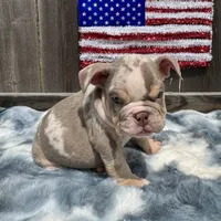 Male, Lilac Tri Merleee, a male English Bulldog for sale in Houston, TX – 4 of 7