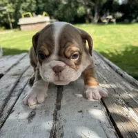 Male, Choco Tri, a male English Bulldog for sale in Houston, TX – 8 of 8