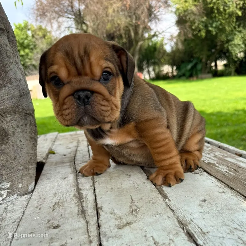 Male, red – English Bulldog puppy for sale in Houston, TX