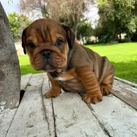 Male, red, a male English Bulldog for sale in Houston, TX – 1 of 8