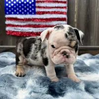 Male, Black Tri Merle, a male English Bulldog for sale in Houston, TX – 1 of 8
