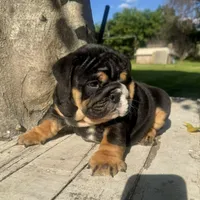 Male, Black Tri , a male English Bulldog for sale in Houston, TX – 2 of 7