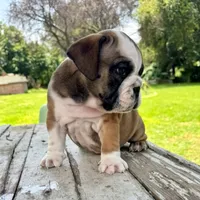 Male, Fawn Tri, a male English Bulldog for sale in Houston, TX – 5 of 7