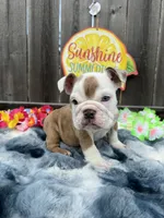 Male, Fawn Merle, a male English Bulldog for sale in Houston, TX – 7 of 7