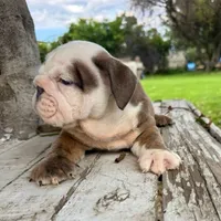 Male, Brown and White, a male English Bulldog for sale in Houston, TX – 5 of 7