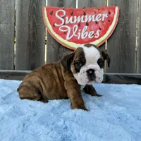 Male, Brindle, a male English Bulldog for sale in Houston, TX – 8 of 9