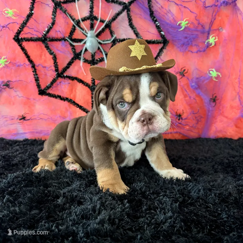 Male, Choco Tri – English Bulldog puppy for sale in Houston, TX