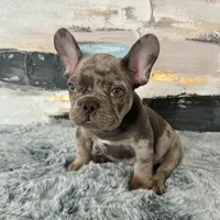 Male, Lilac Merle, a male French Bulldog for sale in Houston, TX – Photo 5 of 9