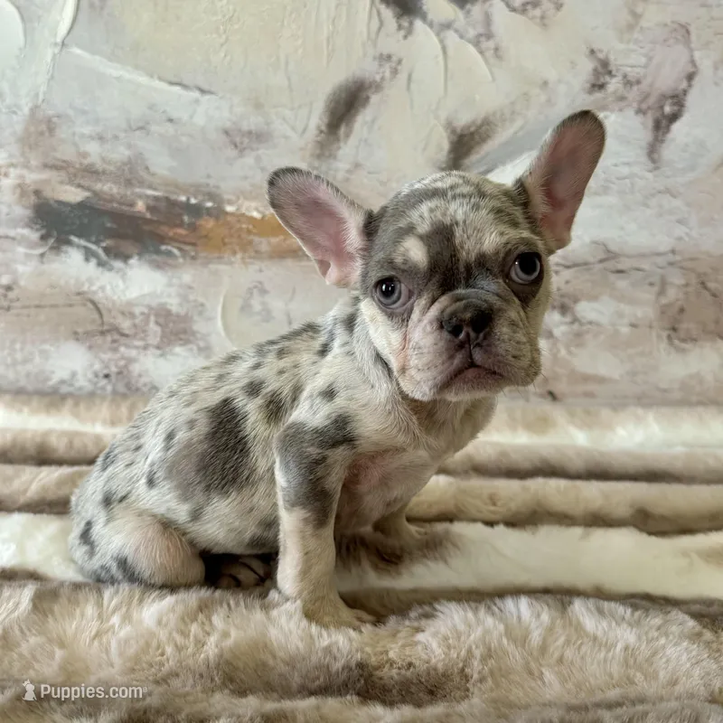 Female, Lilac Tri Merle – French Bulldog puppy for sale in Houston, TX