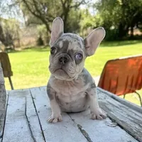 Female, Lilac Tri Merle, a female French Bulldog for sale in Houston, TX – Photo 4 of 5