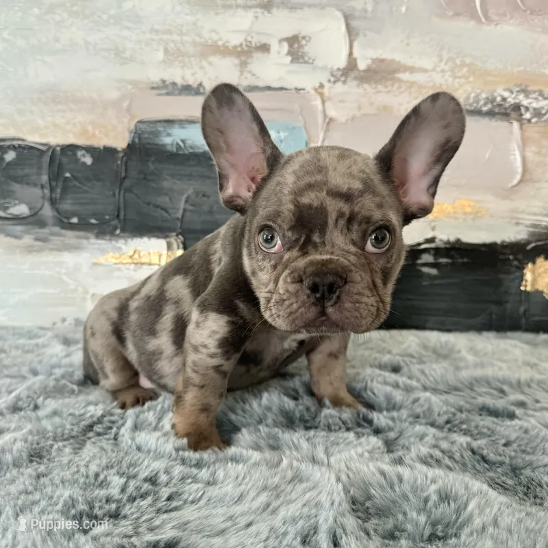 Male, Lilac Merle – French Bulldog puppy for sale in Houston, TX
