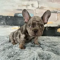 Male, Lilac Merle, a male French Bulldog for sale in Houston, TX – Photo 1 of 9