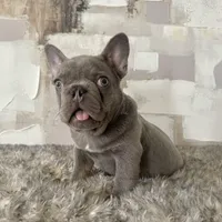 Male, Lilac and Tan, a male French Bulldog for sale in Houston, TX – Photo 5 of 6
