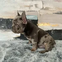 Male, Lilac Merle, a male French Bulldog for sale in Houston, TX – Photo 4 of 9