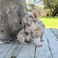 Female, Lilac Tri Merle, a female French Bulldog for sale in Houston, TX – Photo 3 of 5