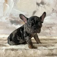 Male, Black Tri Merle, a male French Bulldog for sale in Houston, TX – 3 of 8