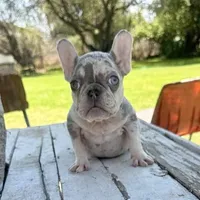 Female, Lilac Tri Merle, a female French Bulldog for sale in Houston, TX – Photo 2 of 5