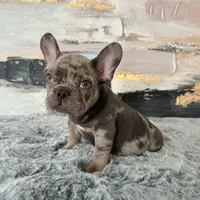 Male, Lilac Merle, a male French Bulldog for sale in Houston, TX – Photo 8 of 9