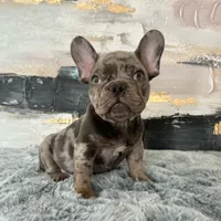 Male, Lilac Merle, a male French Bulldog for sale in Houston, TX – Photo 6 of 9