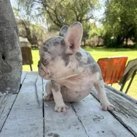 Female, Lilac Tri Merle, a female French Bulldog for sale in Houston, TX – Photo 5 of 5